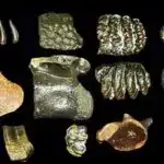 Şənbə Sitatları: Protoplanetar cornucopia; ağaclar çoxdur; korporativ şuralarda müxtəlifliyin əhəmiyyəti