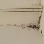 ‘Groovy’ beyinlər daha səmərəli ola bilər