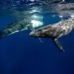 Baca qazından karbamidin elektrosintezi ammonyak əlavə məhsulları olmadan yüksək effektivliyə nail olur