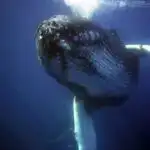 Çip miqyaslı soliton mikrokombları femtosaniyə dəqiqliyinə çatır