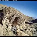 Maraqlıdır? Bu, yaşlandıqca kəskin olmağınıza və Alzheimerdən qorunmağınıza kömək edə bilər