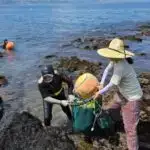 Ferromaqnetizm, oksidləşmə vəziyyətlərinin tənzimlənməsi ilə təmiz vanadium oksidində əldə edilir