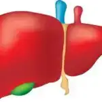 Artıq kənarda deyil: Yeni tədqiqatlar göstərir ki, astrositlər neyromodulyasiyada aktiv oyunçulardır