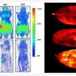 Alimlər yaşıllaşdırma xəstəliyinə dözümlü olan portağal ağacı növünü yenidən kəşf edirlər