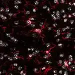 Oxuduğumuz zaman beyində baş verənlərə hərtərəfli nəzər salaq