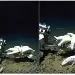 Alimlər unikal atom quruluşuna malik yeni 2D mis borid materialını müəyyən ediblər