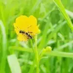 Superbug tibbi plastiki həzm edə bilər və bu onu daha da təhlükəli edir