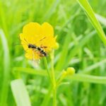 Superbug tibbi plastiki həzm edə bilər və bu onu daha da təhlükəli edir