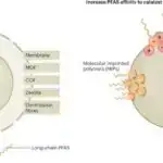 Qlobal araşdırma siyasi solun iqlim alimlərinə sağdan daha çox etibar etdiyini tapır