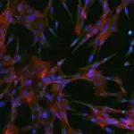 Trombositlərdə metabolik etiketləmə, məqsədyönlü dərman çatdırılması imkanlarını genişləndirir