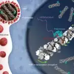 Cazibə qüvvəsi kvantdır? Lazer soyutma burulma osilatorlarını bu suala cavab verməyə yaxınlaşdırır
