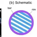 Gün işığı immunitet sisteminin infeksiyalarla mübarizə qabiliyyətini artıra bilər