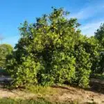 3D modelləşdirmə qədim Yunanıstanda Parthenonun işıqlandırma şəraitini aydınlaşdırır