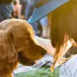 Süni intellekt insan müdaxiləsi olmadan görmə və səsin necə əlaqəli olduğunu öyrənir