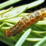 İşıqla idarə olunan maqnezium daşıyıcı zülal mikrobların sərt mühitdə inkişafına kömək edir