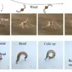 Tədqiqat orta əsr seks işçiləri və uşaq baxımı ilə bağlı yeni anlayışlar təqdim edir