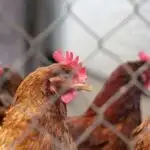 İstiliyi artırmaq heyvanlara mikroblarla mübarizə aparmağa kömək edir – Ana Təbiətin müalicəsi insanlara qızdırma mövzusunda necə bir dərs verir