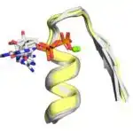 Tədqiqatçıların fikrincə, hormon dövrləri beynin əsas yaddaş bölgələrinin strukturunu və funksiyasını formalaşdırır