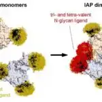 Ənənəvi Çin dərman göbələkləri mərkəzi sinir sistemi xəstəlikləri üçün potensial göstərə bilər