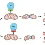 Beyin tarazlığını və davranışını idarə edən kiçik genetik keçid tapıldı