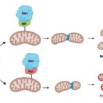 Lipid nanohissəciklərinin səth quruluşunu təhlil etmək üçün kütləvi spektrometriya üsulu vaksin və dərman çatdırılmasını yaxşılaşdıra bilər.