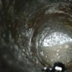Siyənəklərdə kollektiv yaddaş itkisi kürü tökmə yerlərində 800 km sürüşmə ilə nəticələnir