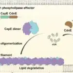 Ananın rəhbərliyi: Ananın rəyi vəhşi yarasa balalarında səs inkişafını necə formalaşdırır