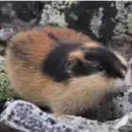 Kilo itkisi beyindəki sinir hüceyrələri ilə bağlıdır