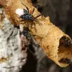 Çirkab suların qələvi minerallarla təmizlənməsi CO₂-nin çıxarılmasını və saxlanmasını yaxşılaşdıra bilər