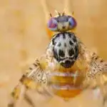 Narsistik kişilər dedi-qoduya meyllidirlər, araşdırma tapır