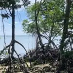 Enerji itkisində kvant gözləri: Almaz kvant təsviri yeni nəsil enerji elektronikasını işə sala bilər