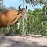 Məktəbdə səs izolyasiya plitələri ağlayan uşaqları sakitləşdirməyə kömək edə bilər