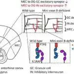 SP11 molekulu stresli hüceyrələrdə enerji istehsalını bərpa edərək, mitoxondrial parçalanmağı geri qaytarır.