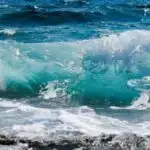 Dilin mənşəyi: Vəhşi şimpanzelər insan dilində linqvistik strukturları əks etdirir