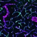 Dərin kosmosda həyatın mümkün əlaməti yeni şübhələrlə üzləşir