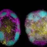 Ümumi diabet dərmanı qocalmış toyuqların daha uzun müddət daha çox yumurta qoymasına kömək edə bilər