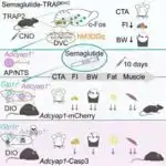 Araşdırmaya görə, ABŞ-da artıq ölüm halları COVID-19 pandemiyasından sonra da artmağa davam edir