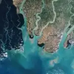 Filosoflar və elm adamları korvidlərdə şüur ​​və qavrayışı öyrənmək üçün əməkdaşlıq edirlər