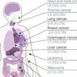 Monoqamiyanın qırılması: Seyşel adalarında cücələrin uğuruna həyat yoldaşının dəyişdirilməsinin heç bir təsiri olmadığı aşkar edildi