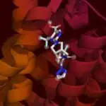 Bir qlikoprotein kokainlə aktivləşdirilmiş beyin neyronlarını qeyd edir və kokain mükafatını tənzimləyir.