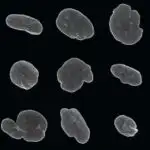 Tədqiqat yaşıl kol kriketlərinin yaşıl yarpaqları təqlid etməsinə kömək edən zülal aşkar edir