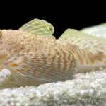 Daha inklüziv fyuçerslərə doğru kibbitz və futzdan generativ AI ilə sınaq