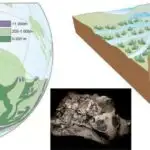 Kimera yanaşması canlı hüceyrələrdə protein istehsalını dəyişdirmək üçün mitoxondrial maneəni aşır