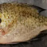 AI alqoritmləri optik ölçmə dəqiqliyinin nəzəri həddinə yaxınlaşır