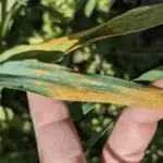 Yapon aya eniş aparatı Ayın ucqar şimalında bir yerə enir