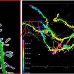 Biomolekulların və əczaçılıq vasitələrinin davamlı sintezi üçün xarici katalizatorların aradan qaldırılması