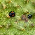 Yeni tədqiqat Nyu Meksikodakı Holloman gölündə PFAS ilə çirklənməni araşdırır