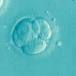 Bağırsaq mikrobiota müxtəlifliyinə yeni perspektiv: Tədqiqat hüceyrə forması və metabolik funksiya arasında əlaqəni ortaya qoyur