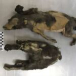 Biomolekulların və əczaçılıq vasitələrinin davamlı sintezi üçün xarici katalizatorların aradan qaldırılması