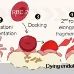 Ən böyük əkiz tədqiqat ətraf mühitin insanlara genlərindən asılı olaraq fərqli təsir edib-etmədiyini araşdırır